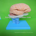Fortgeschrittenes PVC Gehirn Modell, Anatomische Gehirn Modelle Gehirn Nerven Modell